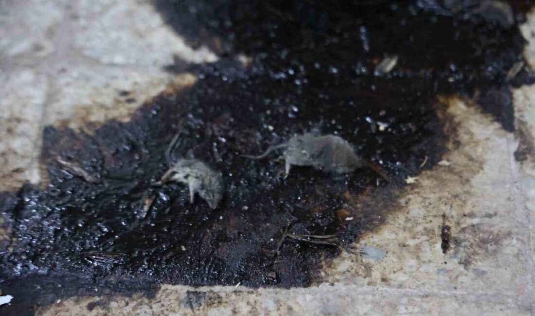 Kilis’te, fare ve hamam böceklerinin bulunduğu görüntülerin ortaya çıkmasının ardından