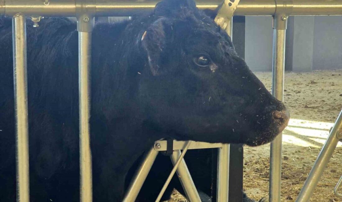 Tarım Bakanlığı’nın uyguladığı ‘Kırsalda Bereket Hayvancılığa Destek’ projesi kapsamında dağıtılan