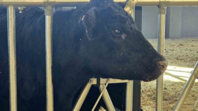 Tarım Bakanlığı’nın uyguladığı ‘Kırsalda Bereket Hayvancılığa Destek’ projesi kapsamında dağıtılan