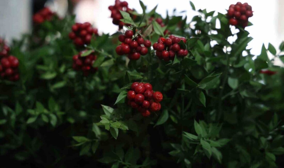 Kokina Çiçekleri Kırşehir’de Yılbaşı Sezonunun Favorisi! Kırşehir’de aralık ayında en
