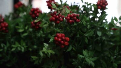 Kokina Çiçekleri Kırşehir’de Yılbaşı Sezonunun Favorisi! Kırşehir’de aralık ayında en