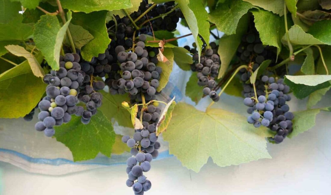 Karadeniz’in nemli topraklarında yetişen kokulu kara üzüm, yüksek resveratrol içeriğiyle