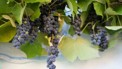 Karadeniz’in nemli topraklarında yetişen kokulu kara üzüm, yüksek resveratrol içeriğiyle