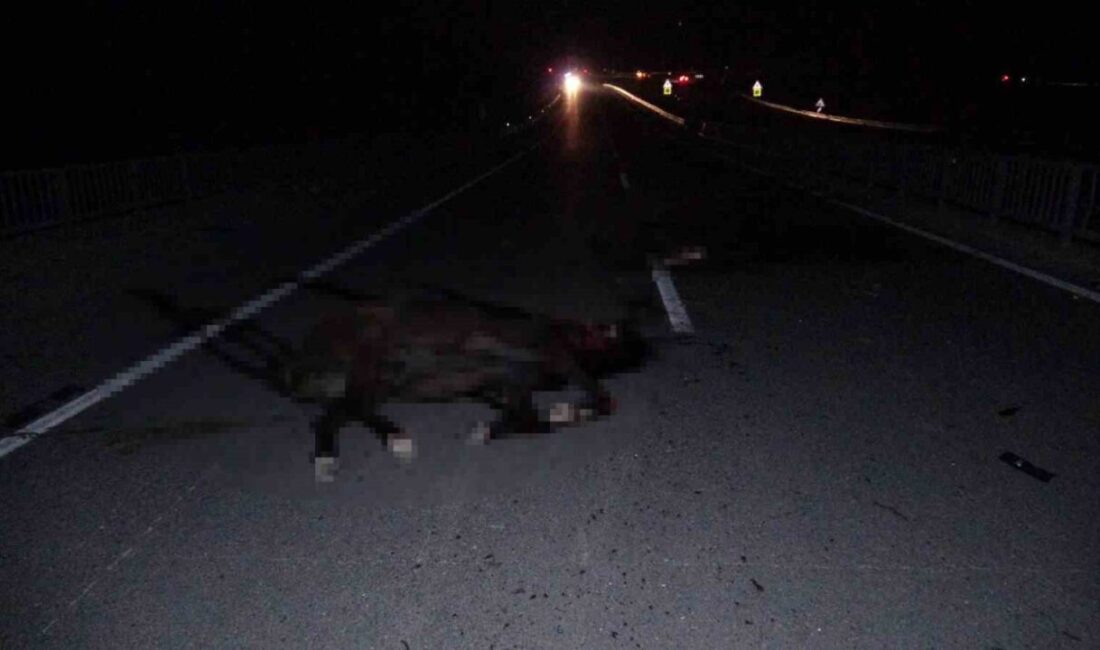 Malatya’da meydana gelen olayda, tavladan kaçan ve yolda milyonluk yarış