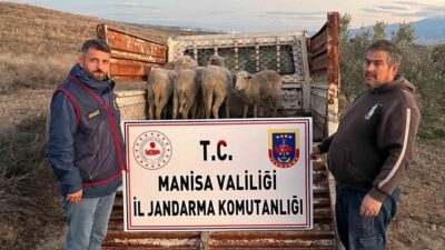 Manisa’nın Salihli ilçesinde bir çiftçiye ait olan ve çalınan 8