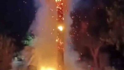 Mardin’in Kızıltepe ilçesinde yaklaşık 15 yıldır dikili olan bir palmiye