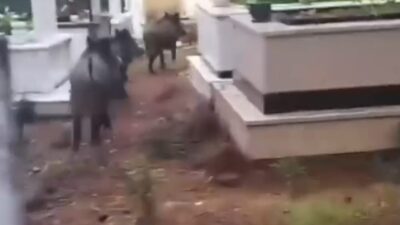 Marmaris Belediyesi’nin ekiplerinin ihmalinden dolayı ilçede yaban domuzlarıyla ilgili sorunun