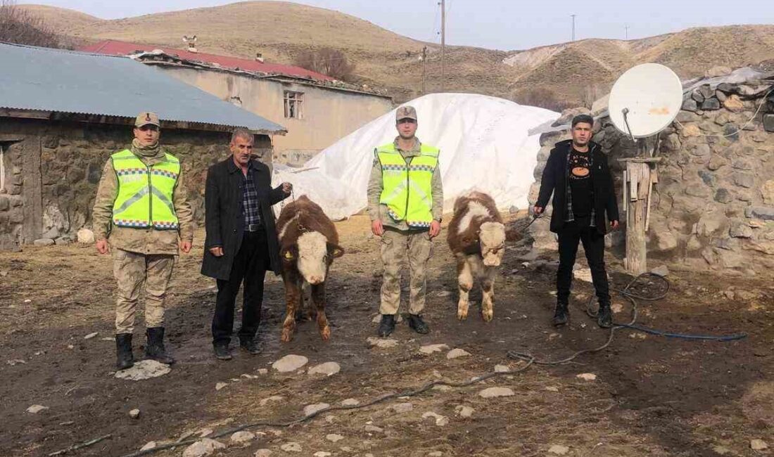 Muş’un Hasköy ilçesinde, Ş.T. isimli bir vatandaşın Yukarıüçdam köyündeki ahırından