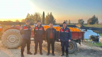 Nazilli ilçesinde, Pirlibey Mahallesi’ndeki bir bahçeden çalınan yaklaşık 1,5 ton