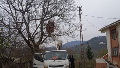 Kumru ilçesinde, elektrik tellerine temas eden ağaç dalları, Demircili Mahalle