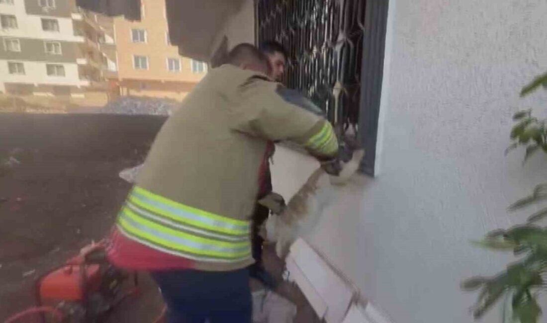Hatay’ın Kırıkhan ilçesinde, Cumhuriyet Mahallesi’nde bir kedinin pencere korkuluğuna sıkışarak