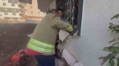 Hatay’ın Kırıkhan ilçesinde, Cumhuriyet Mahallesi’nde bir kedinin pencere korkuluğuna sıkışarak