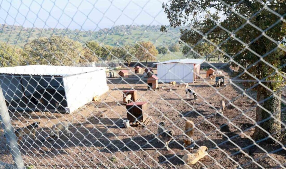 Manisa’nın Yunusemre ilçesinde ikisi hayvan barınakından sahiplenilen köpeklerini sokakta terk