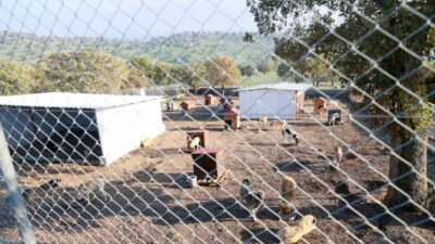 Manisa’nın Yunusemre ilçesinde ikisi hayvan barınakından sahiplenilen köpeklerini sokakta terk