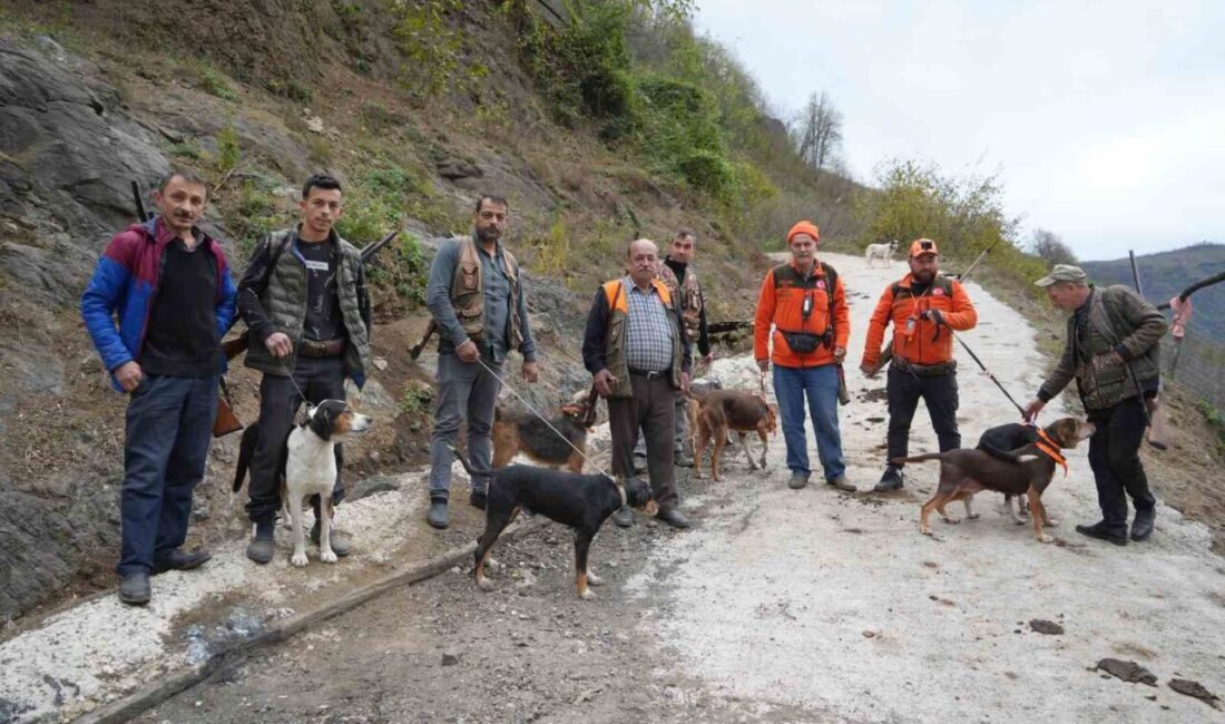 Samsun’daki çiftçiler, bahçeleri ve ekili arazilerine zarar veren domuzlarla başa