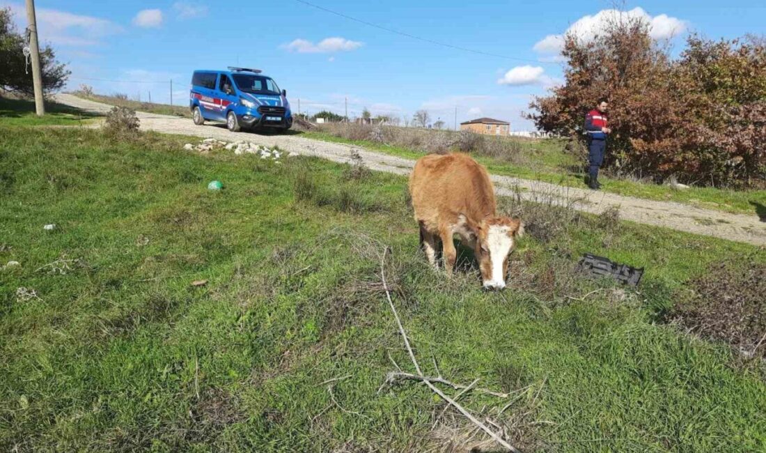 Tekirdağ Saray ilçesinde, Anadolu’dan kaçak yollarla getirilen 9 adet küpesiz