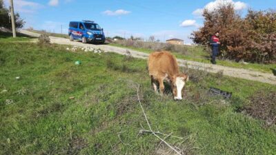 Tekirdağ Saray ilçesinde, Anadolu’dan kaçak yollarla getirilen 9 adet küpesiz