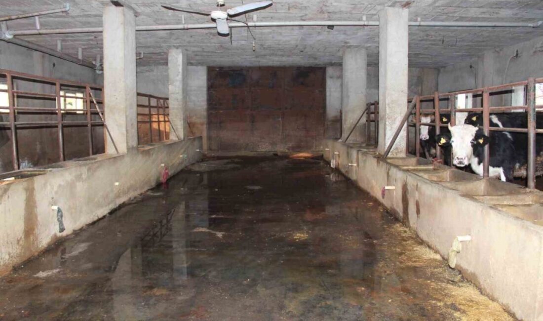 Siirt’te büyükbaş hayvancılık yapan bir besicinin son 3 buçuk ay