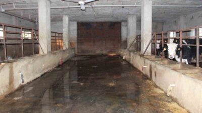 Siirt’te büyükbaş hayvancılık yapan bir besicinin son 3 buçuk ay