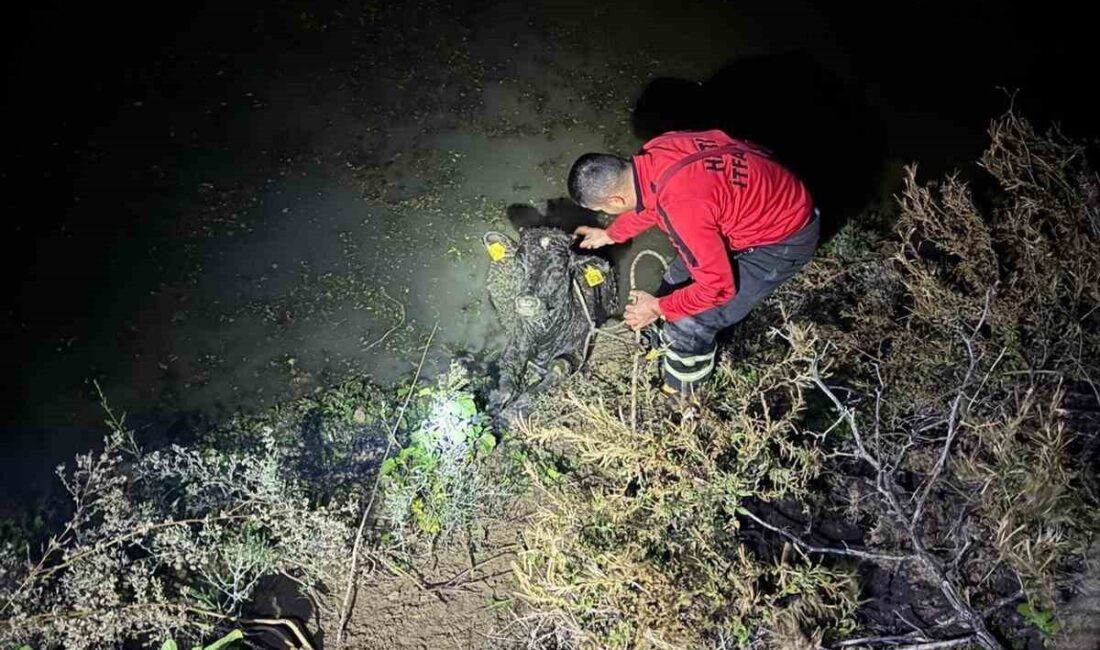 Hatay’ın Antakya ilçesine bağlı Apaydın Mahallesi’nde otlayan bir buzağı, su