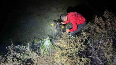 Hatay’ın Antakya ilçesine bağlı Apaydın Mahallesi’nde otlayan bir buzağı, su