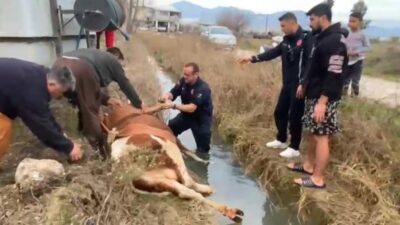 Serik ilçesine bağlı Karıncalı Mahallesi’nde bir ineğin sulama kanalına düşmesi