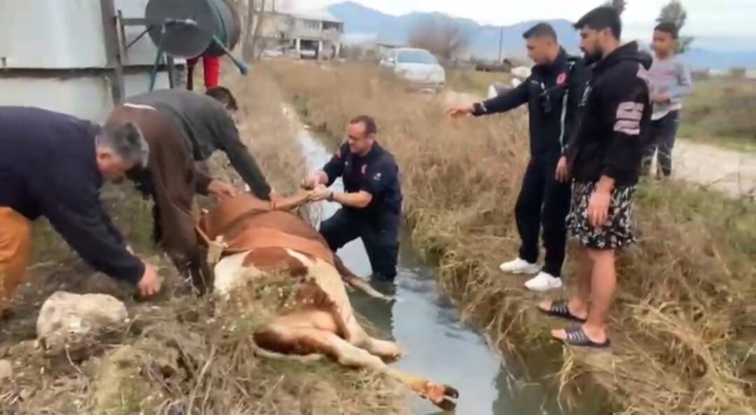 Serik ilçesine bağlı Karıncalı Mahallesi’nde bir ineğin sulama kanalına düşmesi