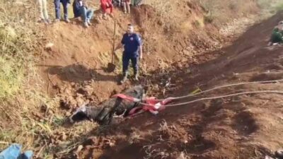 Şanlıurfa’nın Eyyübiye ilçesinde bir inek, tahliye kanalına düştüğünde, itfaiye ekipleri