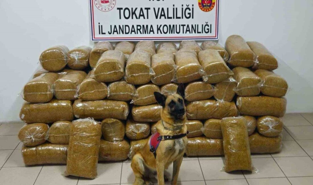 Sivas-Tokat karayolunda yapılan operasyonda büyük miktarda kaçak tütün ele geçirildi.