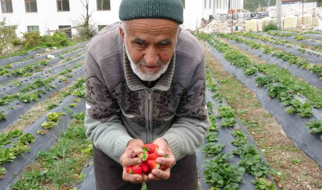 Isparta’nın Sav beldesinde, halk arasında “Hayır Bahçesi” olarak bilinen alanda,
