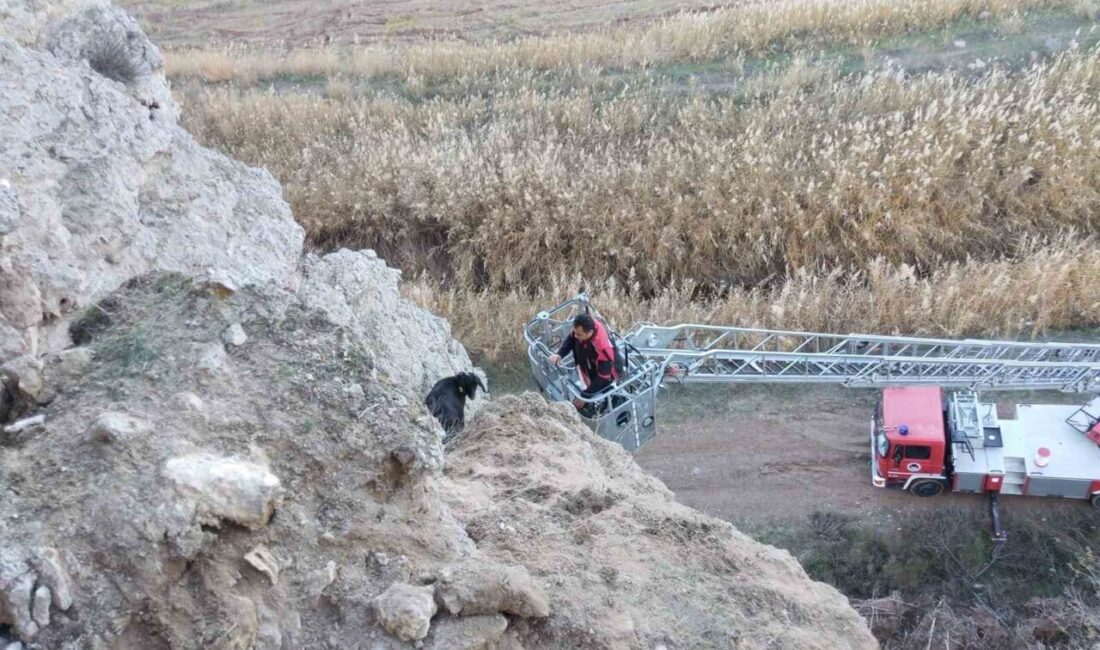 Çorum’un Sungurlu ilçesinde yaşanan olayda, uçurumda mahsur kalan keçiler, Sungurlu