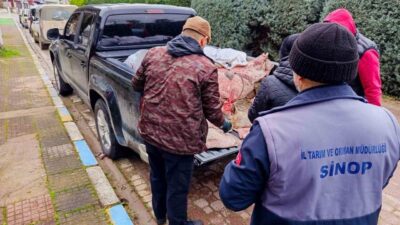 Ayancık ilçesinde yasa dışı avlanma tespit edilen 625 adet kalkan