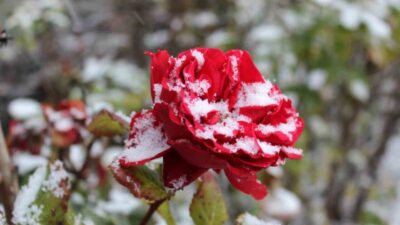Yozgat şehrinde bugün sabah saatlerinde başlayan ve zaman zaman devam