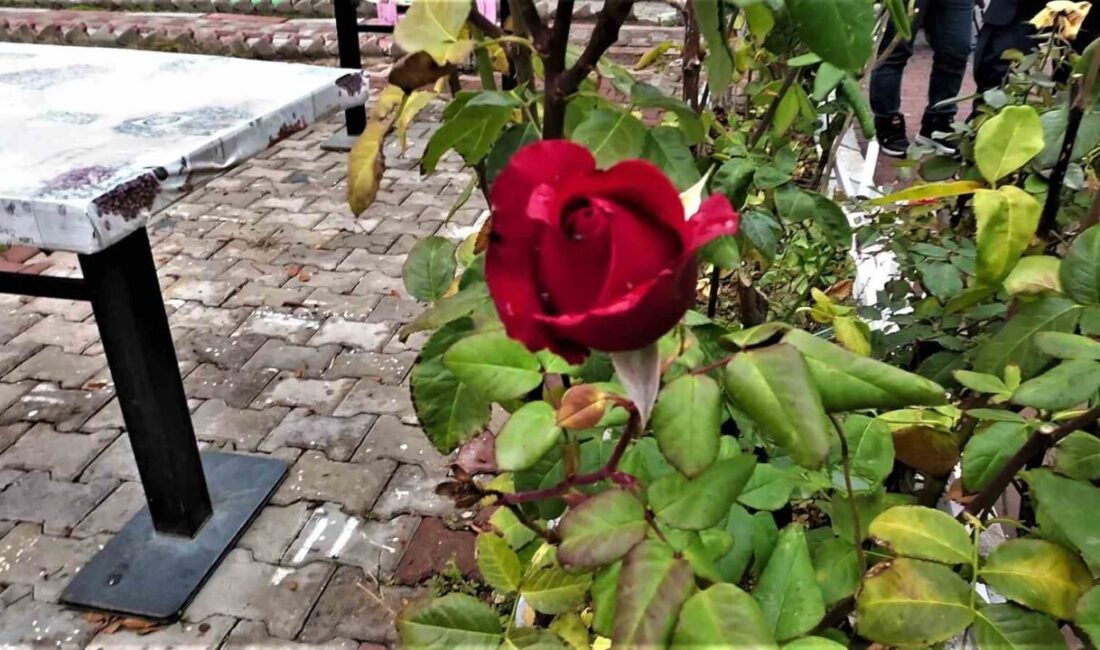 Yozgat’ın Şefaatli ilçesinde, mevsim normallerinin üzerinde seyreden sıcak hava ve