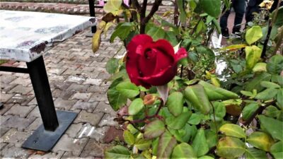 Yozgat’ın Şefaatli ilçesinde, mevsim normallerinin üzerinde seyreden sıcak hava ve