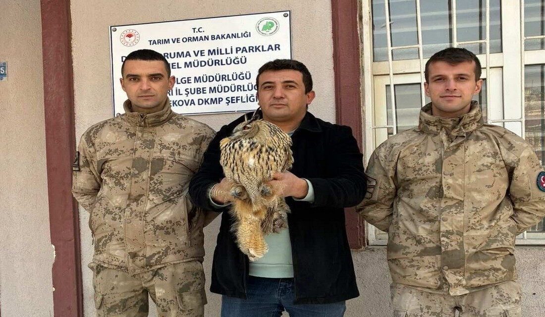 Hakkari’nin Yüksekova ilçesinde, jandarma ekipleri tarafından nesli tükenme tehlikesi altında
