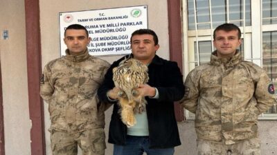 Hakkari’nin Yüksekova ilçesinde, jandarma ekipleri tarafından nesli tükenme tehlikesi altında