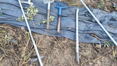 Bursa’nın Orhangazi ilçesinde, zeytin ağaçlarının bulunduğu tarlaya girerek hırsızlık yapan