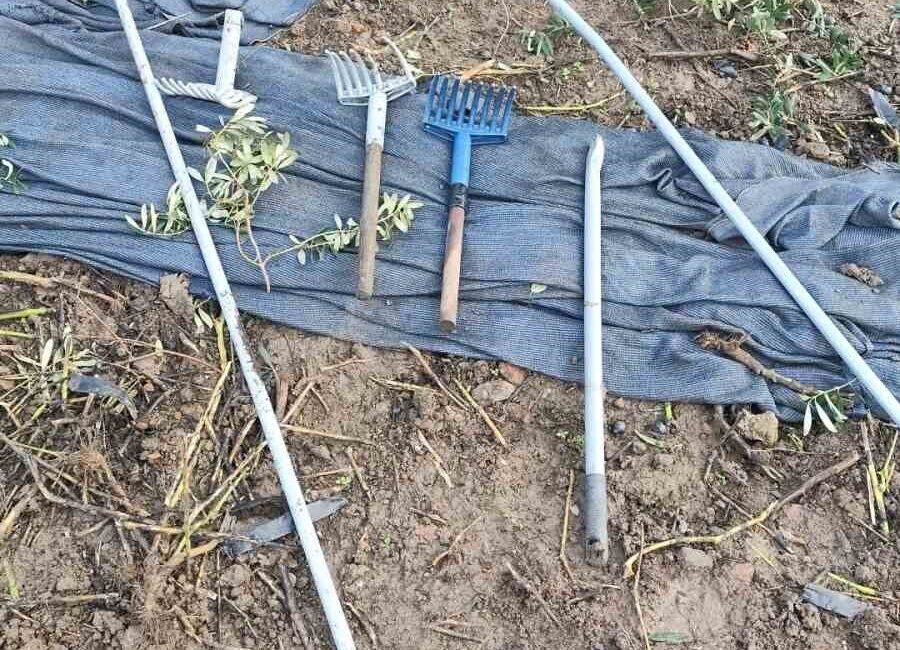 Bursa’nın Orhangazi ilçesinde, zeytin ağaçlarının bulunduğu tarlaya girerek hırsızlık yapan