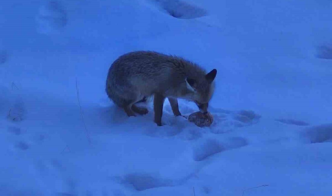 Yozgat’ta Valilik binası bahçesinde gezinen tilki yüzleri gülümsetti. Sabahın erken