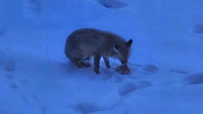 Yozgat’ta Valilik binası bahçesinde gezinen tilki yüzleri gülümsetti. Sabahın erken