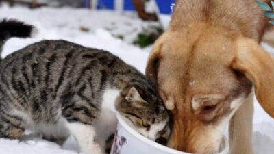 Son günlerde hava sıcaklıklarının gece saatlerinde eksi derecelere kadar düştüğü