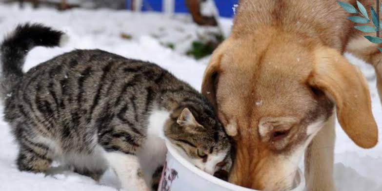 Son günlerde hava sıcaklıklarının gece saatlerinde eksi derecelere kadar düştüğü
