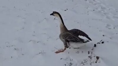 Yozgat’ta yaşanan ilginç olay görenleri şaşkına çevirdi. Kaz pazarından 3.500