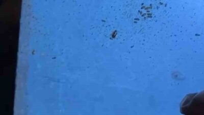 Hatay’da bulunan Primemall Alışveriş Merkezi’nde gerçekleştirilen denetimlerde, yemek katında faaliyet