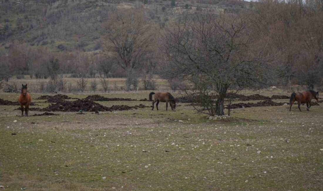 Ankara’da, yüksek rakımlı Çamlıdere ilçesinde yaşayan yılkı atları, Ankara’nın doğal