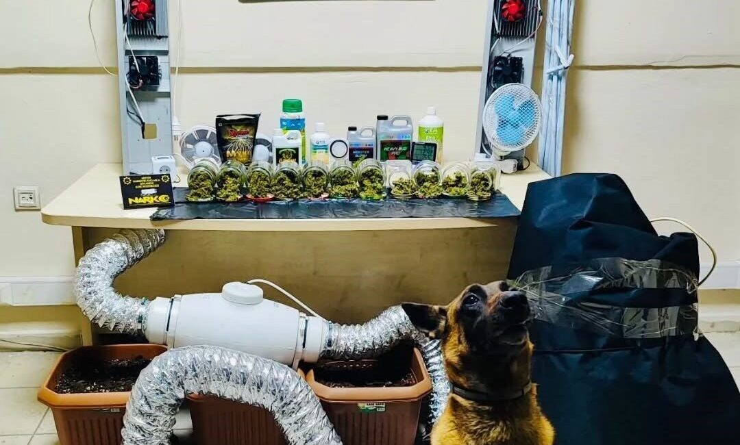 Arhavi ilçesinde gerçekleştirilen operasyonda, narkotik ekipleri tarafından 205 gram skunk,