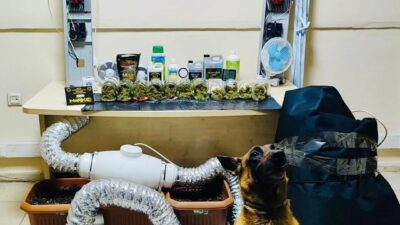 Arhavi ilçesinde gerçekleştirilen operasyonda, narkotik ekipleri tarafından 205 gram skunk,