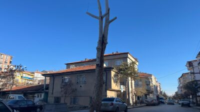 Yerköy’de Şehit Şaban Karadoğan Caddesi üzerinde bulunan asırlık çınar ağacı,