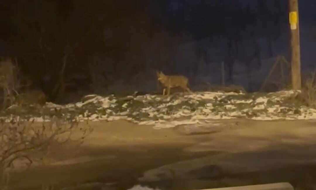 Ankara’nın Nallıhan ilçesinde, akşam saatlerinde yerleşim alanına inen bir kurt